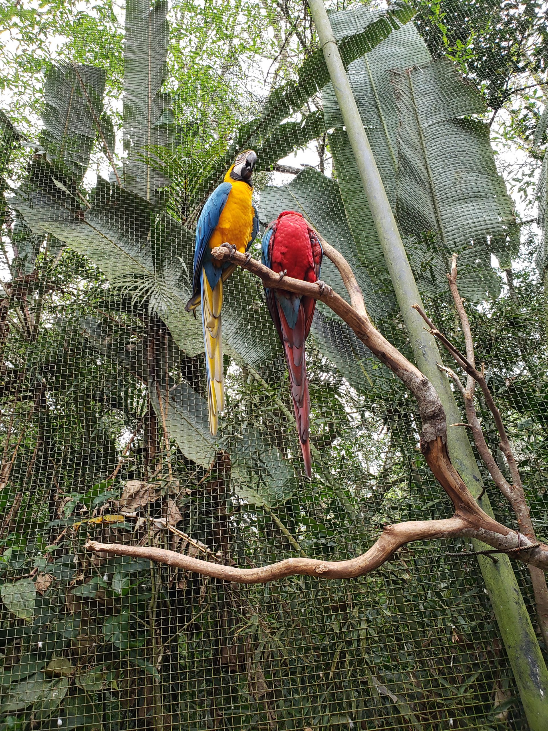 Parque das aves em Foz do Iguaçu