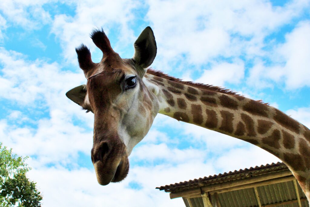 o que fazer com crianças em Pomerode